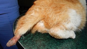 Zbiórka Urwany ogonek, ciąża - i ruda - miniaturka zdjęcia