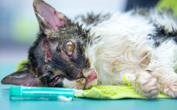 Zbiórka Mulinek - bezdomny kot z wypadku - zdjęcie główne