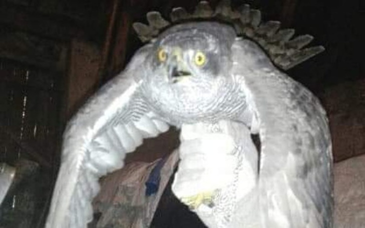 Zbiórka Jastrząb z odrąbanymi palcami - zdjęcie główne