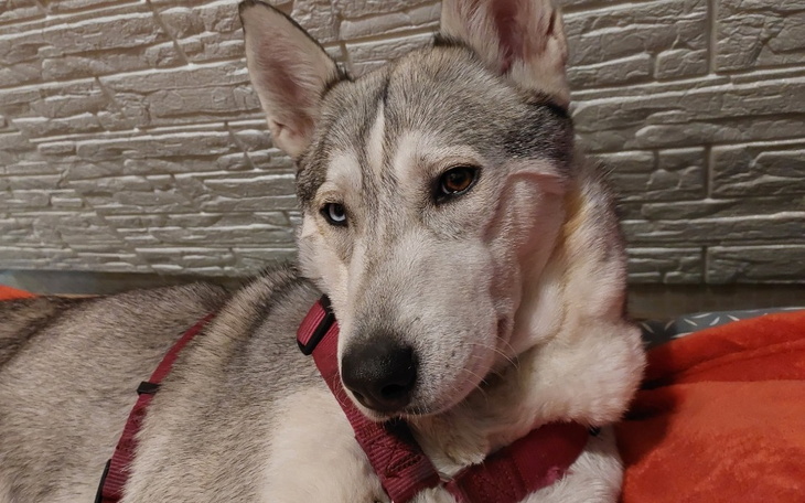 Zbiórka Leczenie pęknięcia łopatki - zdjęcie główne