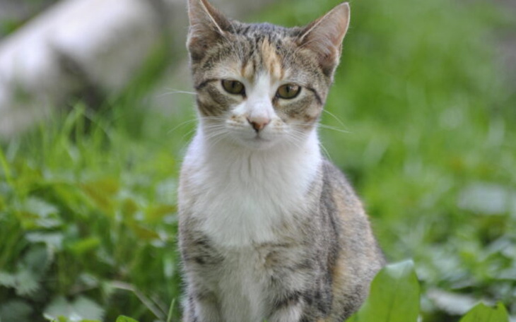 Zbiórka Żwirek dla kotków - maj - zdjęcie główne