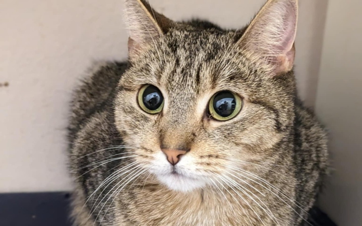 Kot o dużych oczach, siedzący w spokojnej pozie.