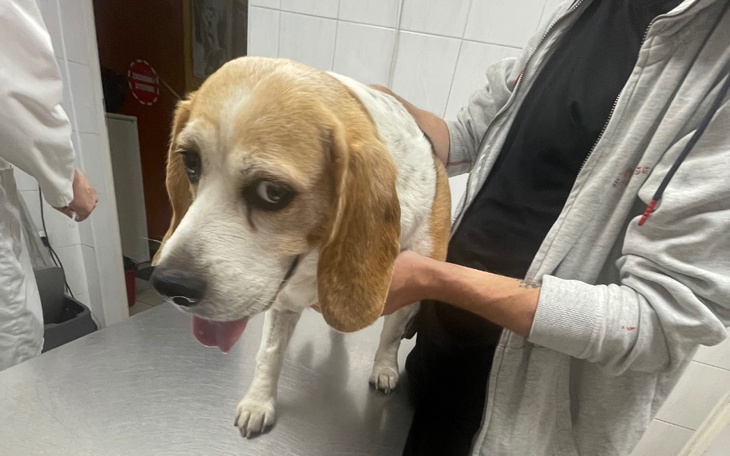 Zbiórka Beagle chory na ropomacicze - zdjęcie główne