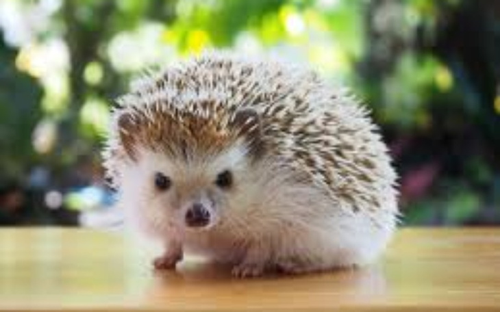 Zbiórka Jeż moje marzenie - zdjęcie główne