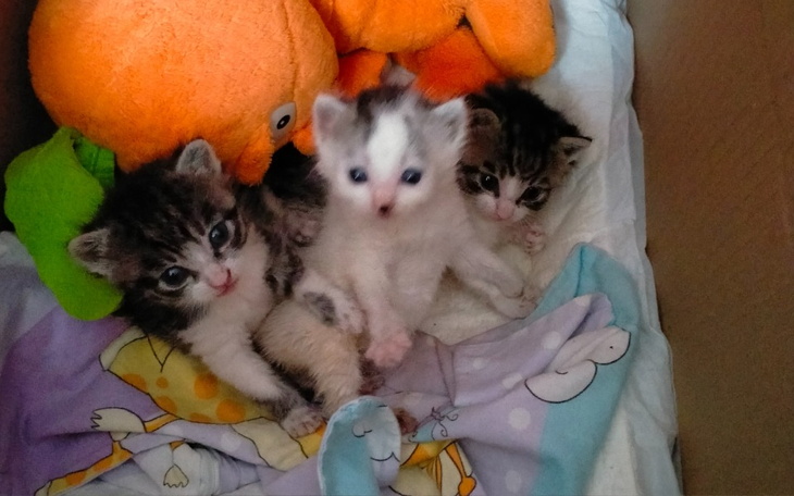 Zbiórka Szczepienie dokarmianie higiena - zdjęcie główne