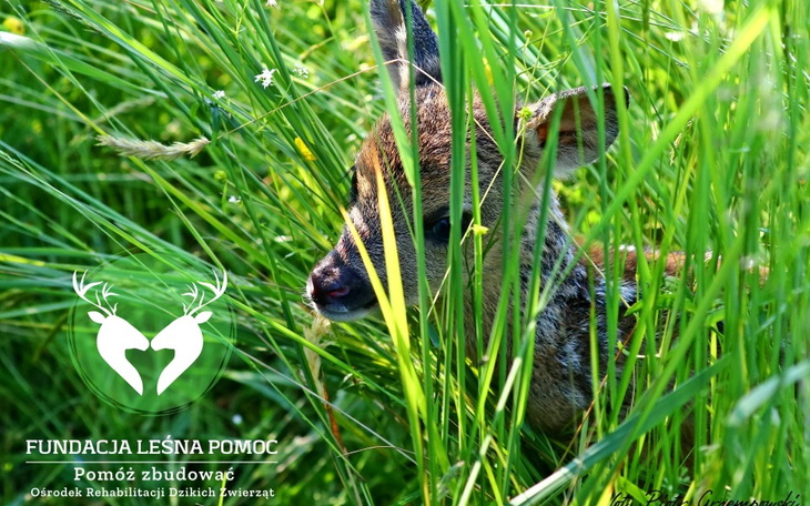 Zbiórka Leśna Pomoc zbiera na auto - zdjęcie główne