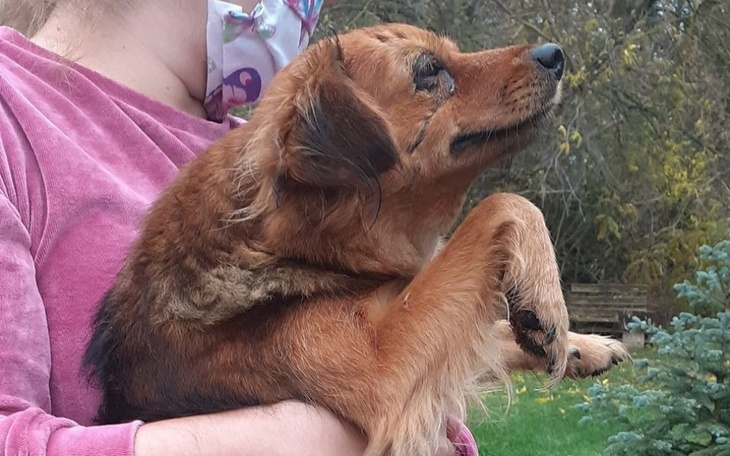 Zbiórka Na pomoc dla trzech psiaków - zdjęcie główne