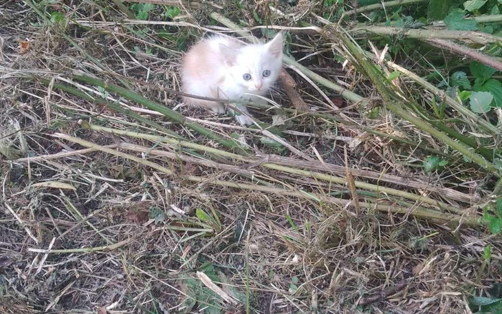 Zbiórka Na sterylizację kotek,Bieszczady - zdjęcie główne