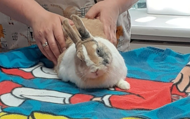 Zbiórka Ratujemy sparaliżowanego Ptysia - zdjęcie główne