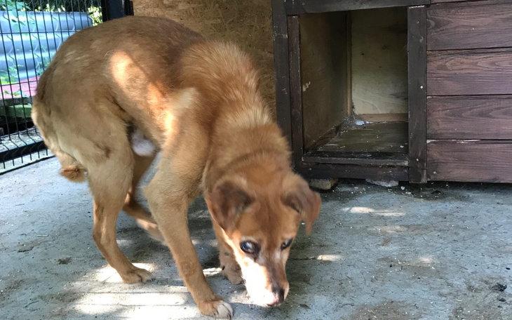 Zbiórka Przytul psiaka - zdjęcie główne