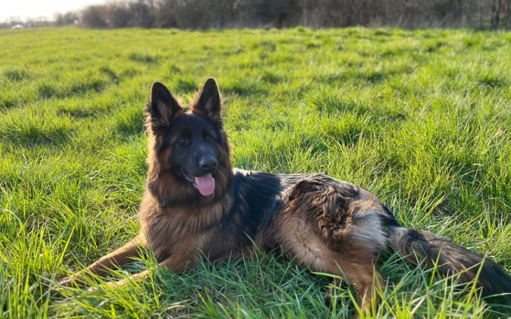 Zbiórka Na operacje szczeniaka - zdjęcie główne