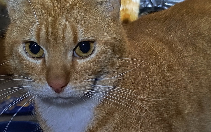 Rudy kot z wyrazistymi oczami, siedzący na podłodze.