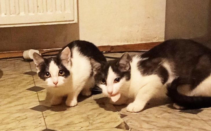 Zbiórka Jadły z kaczego korytka - zdjęcie główne