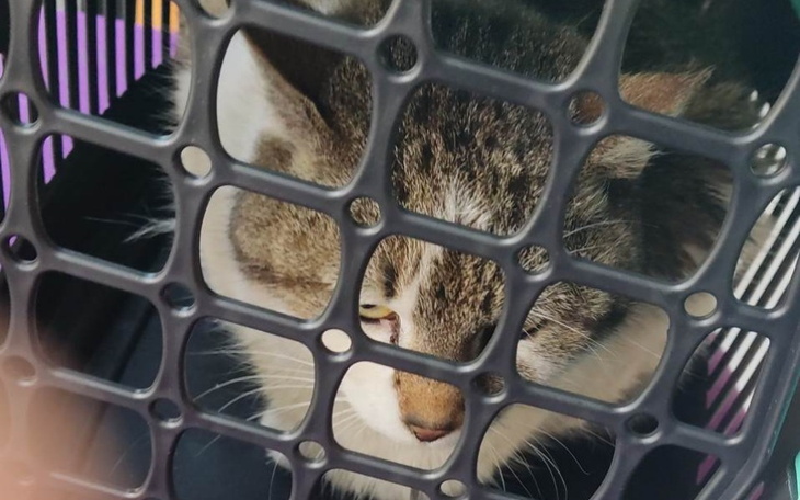 Zbiórka Tola walczy o życie - zdjęcie główne