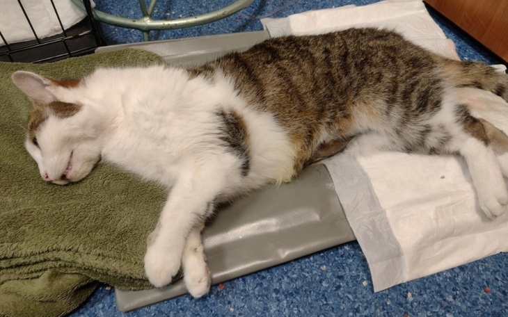 Kot śpiący na podkładzie w klinice.