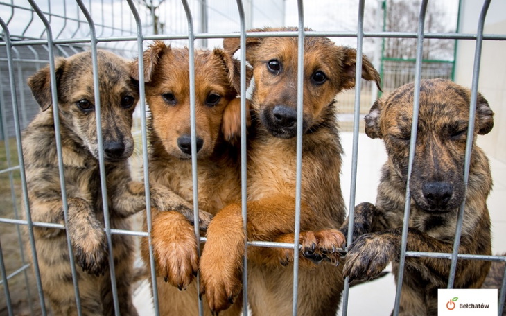 Zbiórka Psiaki z Ukrainy - zdjęcie główne
