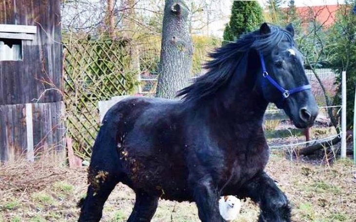 Zbiórka Walka o zdrowie Domino - zdjęcie główne