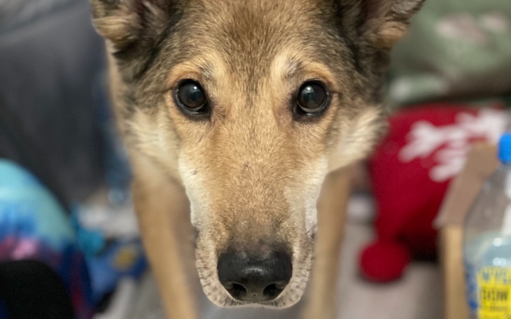 Zbiórka Na zabieg adopciaka Akusia - zdjęcie główne