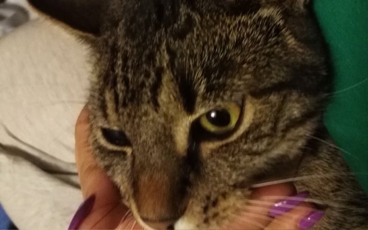 Zbiórka pokarm dla kotów wolnożyjących - zdjęcie główne