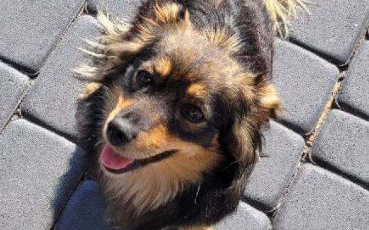 Zbiórka Transport i karma trojlapki - zdjęcie główne