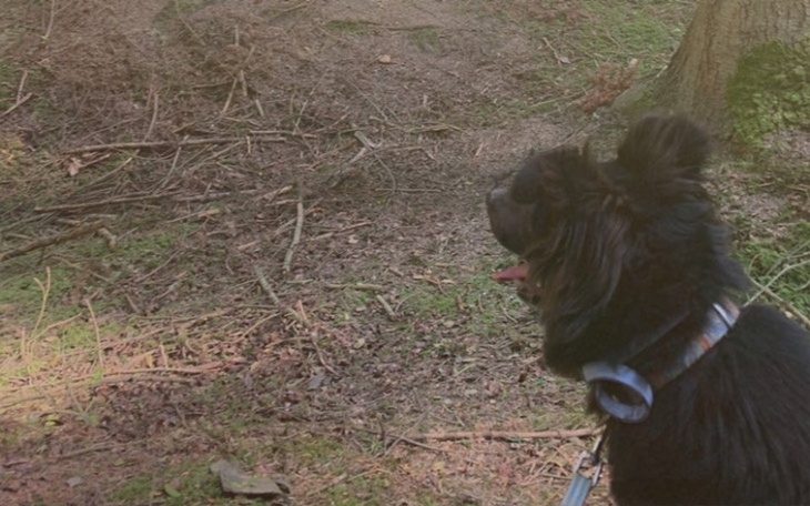 Zbiórka Pomoc dla mojego psiaka - zdjęcie główne