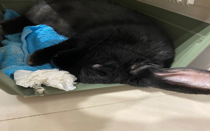 Zbiórka Dom dla zwierzaczka - zdjęcie główne