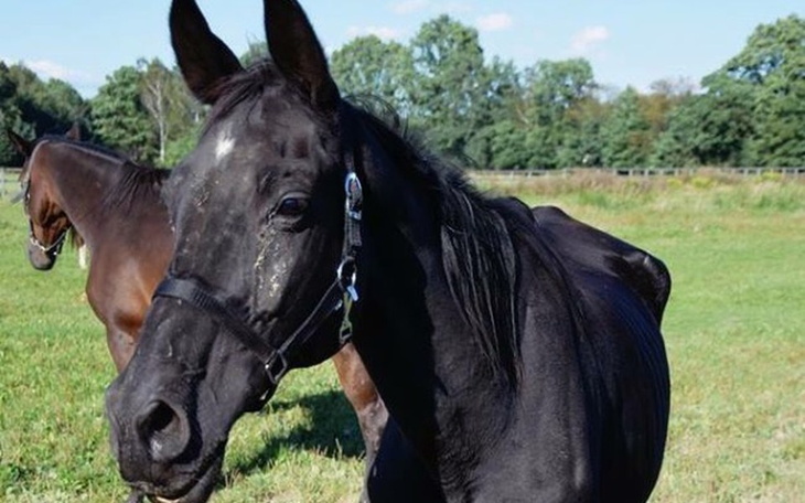Zbiórka Schorowana Daga błaga o pomoc.. - zdjęcie główne