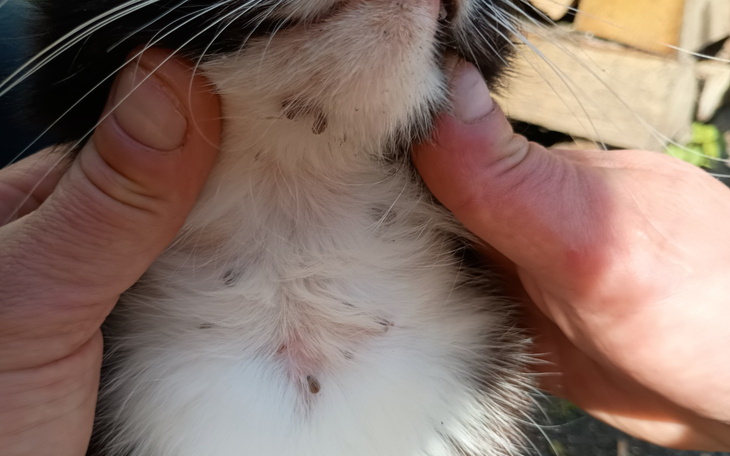 Osoba trzymająca kota, widoczne kleszcze na szyi.
