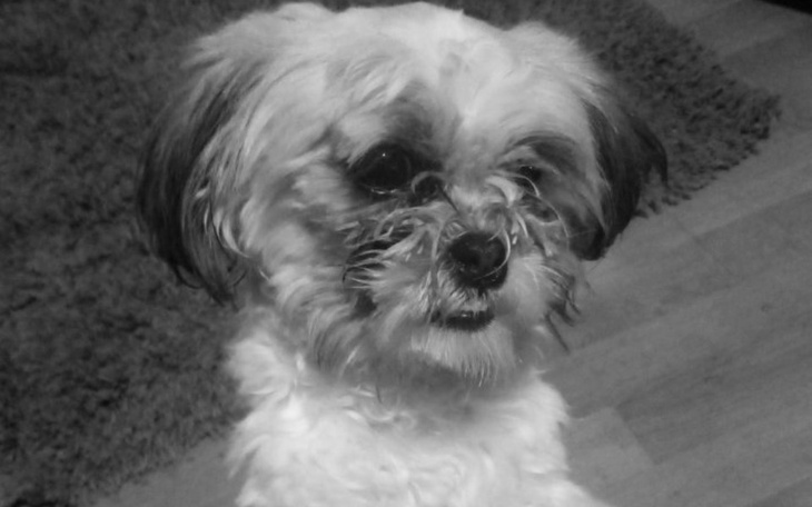 Zbiórka Proszę pilnie o pomoc - zdjęcie główne