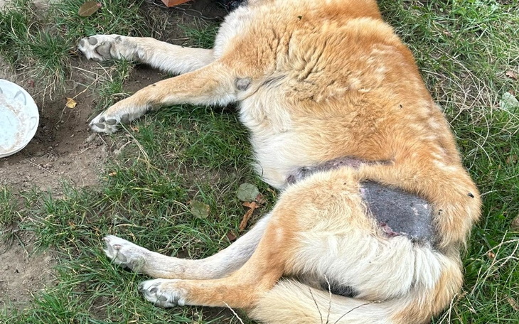 Zbiórka Pies umiera,jedziemy pomóc. - zdjęcie główne