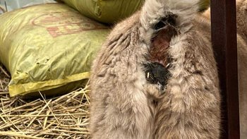 Zbiórka Bezdomny Biszkopcik w potrzebie! - miniaturka zdjęcia