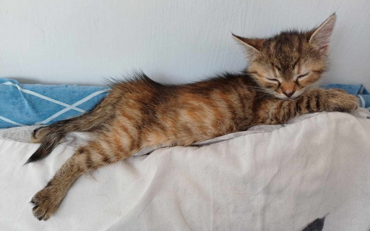 Śpiący kot na poduszce, w relaksującej pozycji.