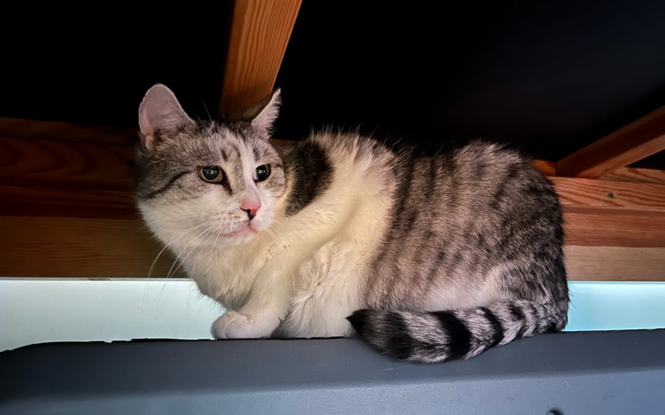 Szary kot siedzący na półce, z wyrazem skupienia.