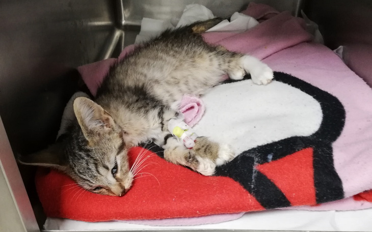 Zbiórka Kocięta zabrane z działek - zdjęcie główne