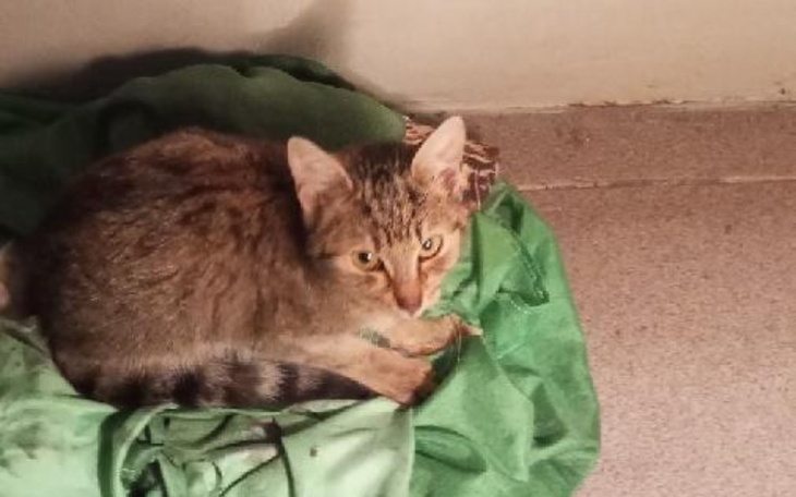 Zbiórka Ranny kociak prosi o pomoc - zdjęcie główne