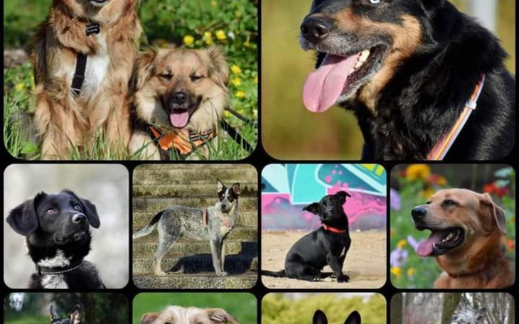 Zbiórka Schronisko TINA - zdjęcie główne