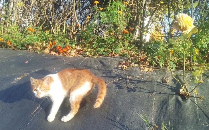 Zbiórka Dla bezdomnych psów i kotów. - zdjęcie główne