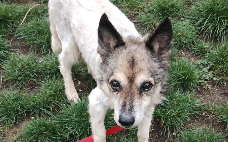 Zbiórka Na puszki gastro i hepatic - zdjęcie główne