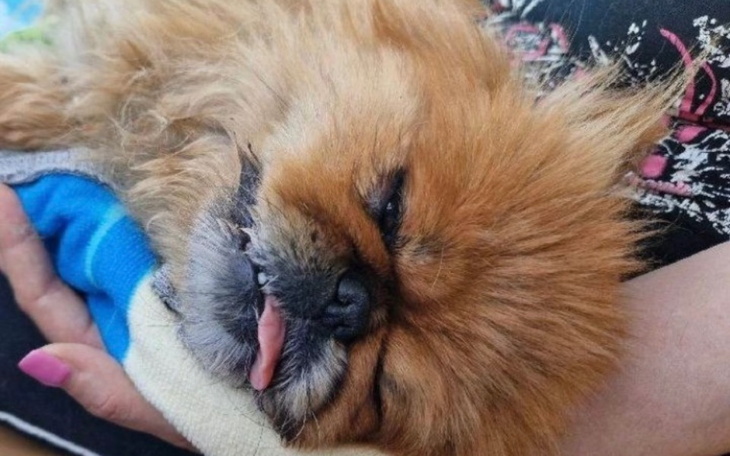 Zbiórka Pomóżcie Leosiowi - zdjęcie główne