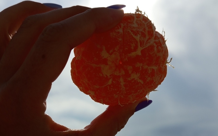 Pomarańcza trzymana w dłoni, pod światło.