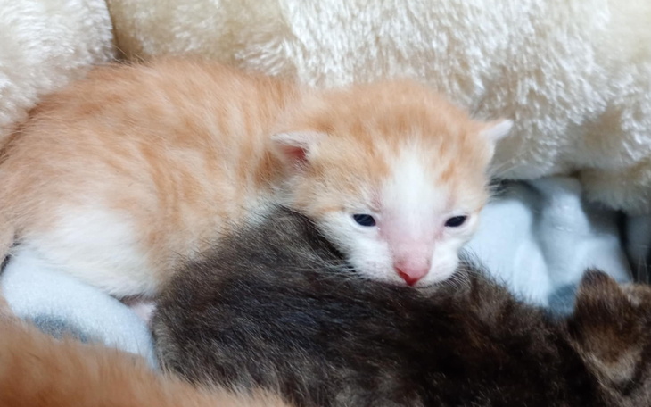 Dwa małe kocięta śpiące razem w miękkim otoczeniu.