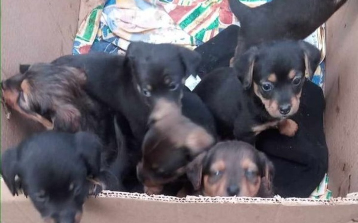 Zbiórka Ratujemy Kudłatą Przystań - zdjęcie główne