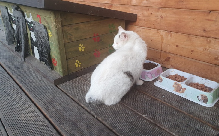 Zbiórka Pomocna miska dla kociaka - zdjęcie główne