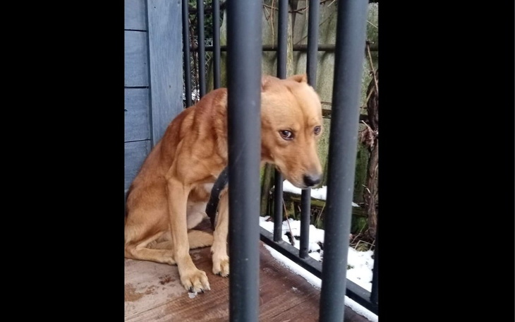 Zbiórka Miś-bity pies zbiera na operację - zdjęcie główne