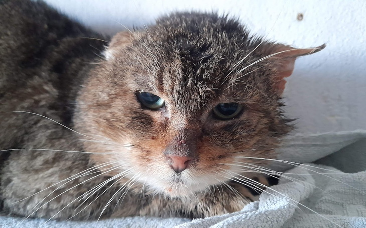 Zbiórka Kolejni podopieczni - zdjęcie główne