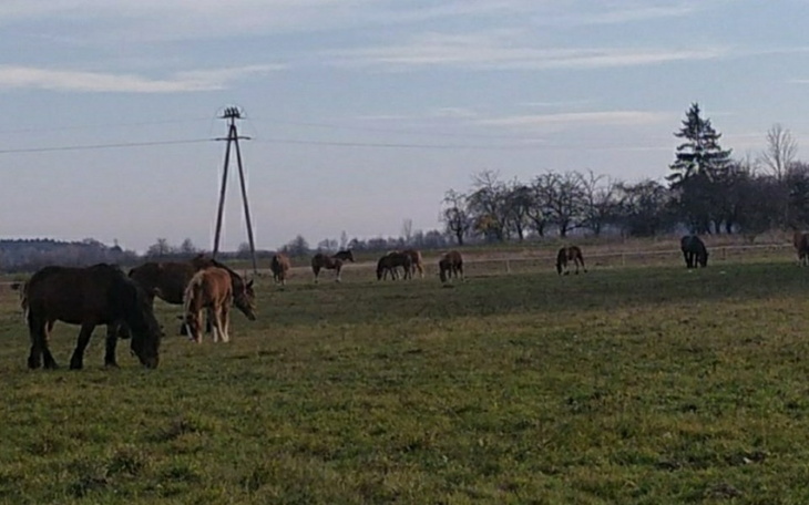 Zbiórka Zbiórka na sianko dla koni - zdjęcie główne