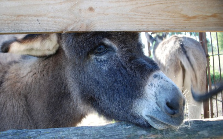 Zbiórka Pomoc dla Mini ZOO - zdjęcie główne