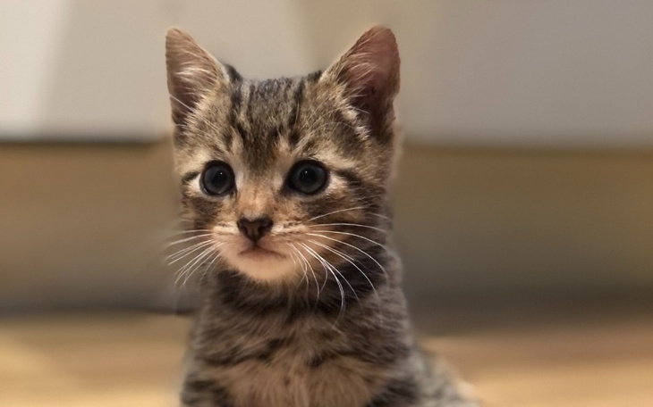 Zbiórka Morty zbiera na operacje - zdjęcie główne