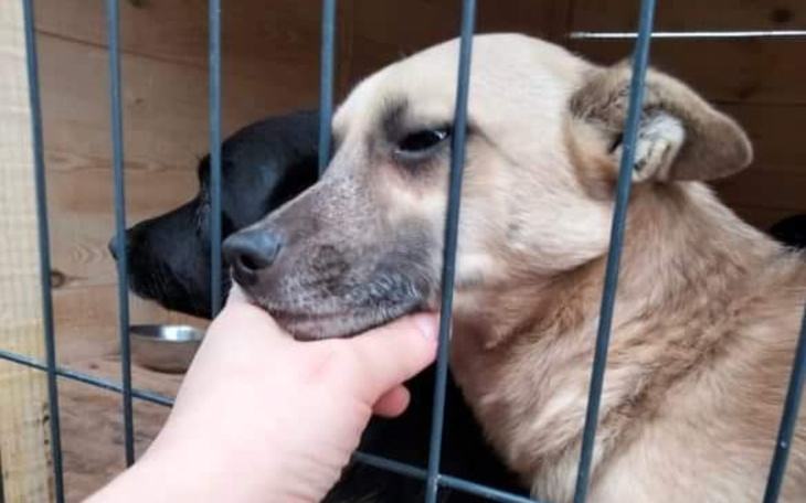 Zbiórka Pomóż nam pomagać zwierzętom. - zdjęcie główne