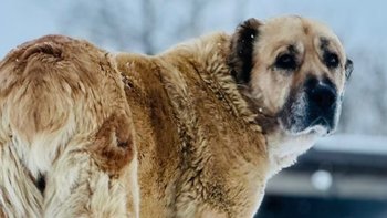 Zbiórka Potrzebna pomoc dla Aszki - miniaturka zdjęcia